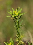 Euphorbia exigua (Liden vortemælk)