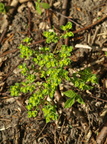 Euphorbia helioscopia (Skærm-vortemælk)
