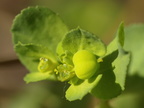 Euphorbia helioscopia (Skærm-vortemælk)