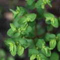 Euphorbia_peplus_Gaffel-Vortemaelk_10052014_Mejdal_002.JPG