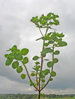 Euphorbia peplus (Gaffel-vortemælk)