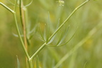 Falcaria vulgaris (Seglblad)
