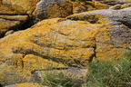 Festuca arundinacea (Strand-Svingel)
