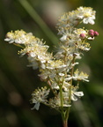 Filipendula vulgaris (Knoldet mjødurt)