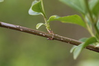 Forsythia x intermedia (Forsytia)