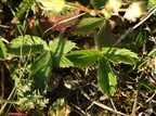 Fragaria viridis (Bakke-jordbær)