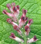 Fumaria officinalis (Læge-jordrøg)