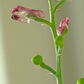 Fumaria officinalis (Læge-jordrøg)