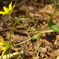 Gagea spathacea (Hylster-guldstjerne)