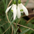 Galanthus nivalis (Almindelig vintergæk)