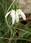 Galanthus nivalis (Almindelig vintergæk)