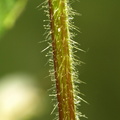 Galeopsis speciosa (Hamp-hanekro)