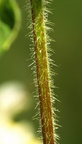 Galeopsis speciosa (Hamp-hanekro)