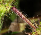Galeopsis tetrahit (Almindelig hanekro)