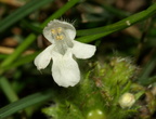 Galeopsis tetrahit (Almindelig hanekro)