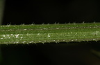 Galium aparine (Burre-snerre)