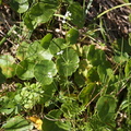 Galium uliginosum (Sump-Snerre)