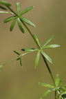 Galium uliginosum (Sump-Snerre)