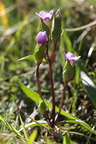 Gentianella baltica (Baltisk ensian)
