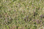 Gentianella baltica (Baltisk ensian)