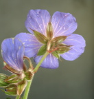 Geranium pratense (Eng-storkenæb)