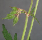 Geranium pratense (Eng-storkenæb)