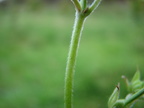 Geranium pusillum (Liden Storkenæb)