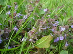 Glechoma hederacea (Korsknap)