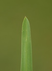 Glyceria declinata (Tandet Sødgræs)