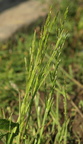 Glyceria declinata (Tandet sødgræs)