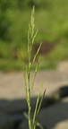 Glyceria declinata (Tandet sødgræs)