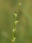Glyceria fluitans (Manna-Sødgræs)