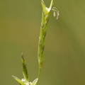 Glyceria fluitans (Manna-Sødgræs)