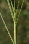 Glyceria maxima (Høj Sødgræs)