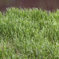 Glyceria maxima (Høj Sødgræs)