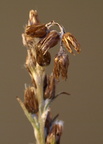Gnaphalium sylvaticum (Rank Evighedsblomst)