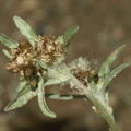 Gnaphalium uliginosum (Sump-evighedsblomst)