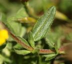 Helianthemum nummularium ssp. nummularium (Filtet soløje)