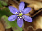 Hepatica nobilis (Blå anemone)