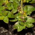 Herniaria glabra (Brudurt)