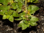 Herniaria glabra (Brudurt)