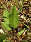 Hieracium sect. Hieracium (Skov-høgeurt)