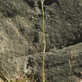 Hieracium sect. vulgata (Almindelig høgeurt)