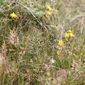 Hieracium umbellatum (Smalbladet Høgeurt)