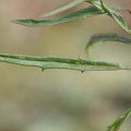 Hieracium umbellatum (Smalbladet Høgeurt)