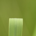 Hierochloë odorata (Festgræs)