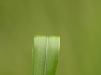Hierochloë odorata (Festgræs)
