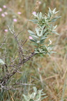 Hippophae rhamnoides (Havtorn)