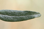Hippophae rhamnoides (Havtorn)