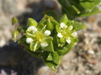 Honckenya peploides (Strandarve)